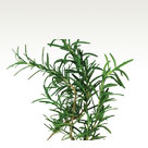 Rosemary