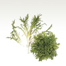 Endive