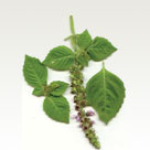 Sweet basil