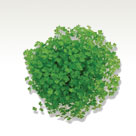 Chervil