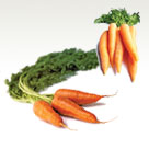 Carrot