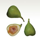 Fig
