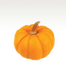 Squash