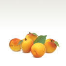 Apricot