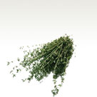 Thymus