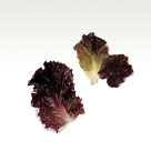 Red lettuce