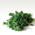 Coriander