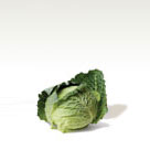 Cabbage