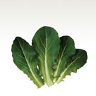 Lettuce