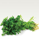Chervil