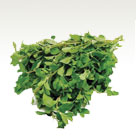 Marjoram