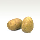 Potato