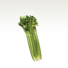 Celery