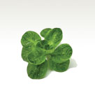 Purslane