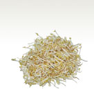 Soy Bean Sprouts