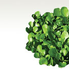 Watercress