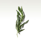 Tarragon