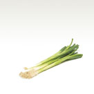 Spring Onion