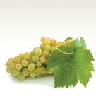 Grape