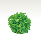 Green Curly Lettuce