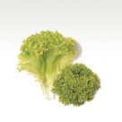 Green Lolo
